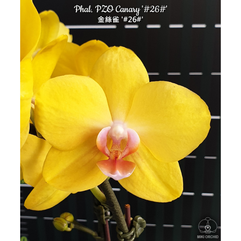 Орхидея Phal. PZO Canary 26 - купить, доставка Украина